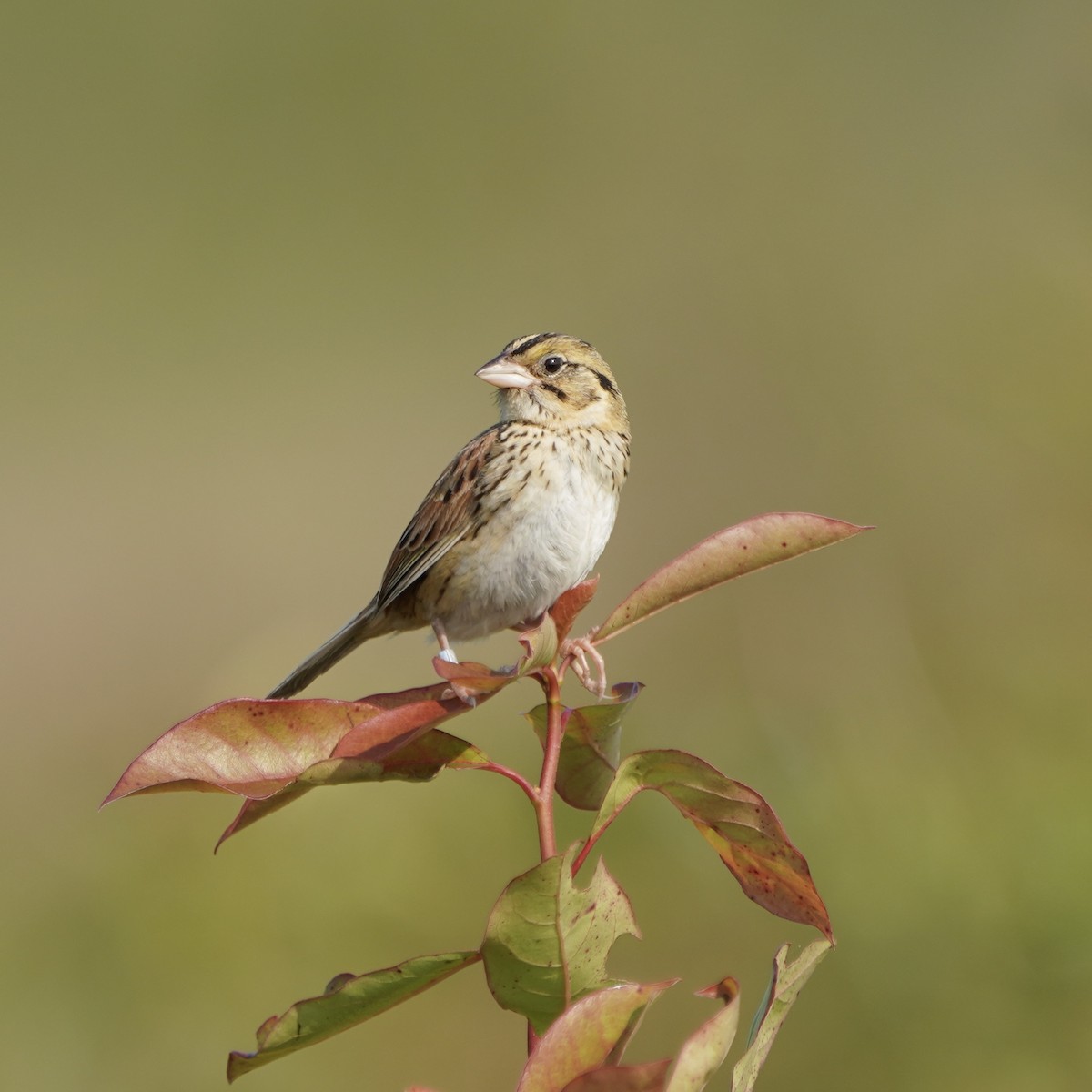 eBird Checklist - 10 Jun 2023 - Voice of America Game Land - 28 species