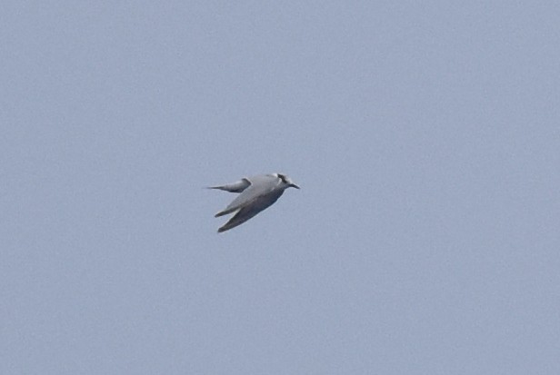 Common/Arctic Tern - Naresh Satyan