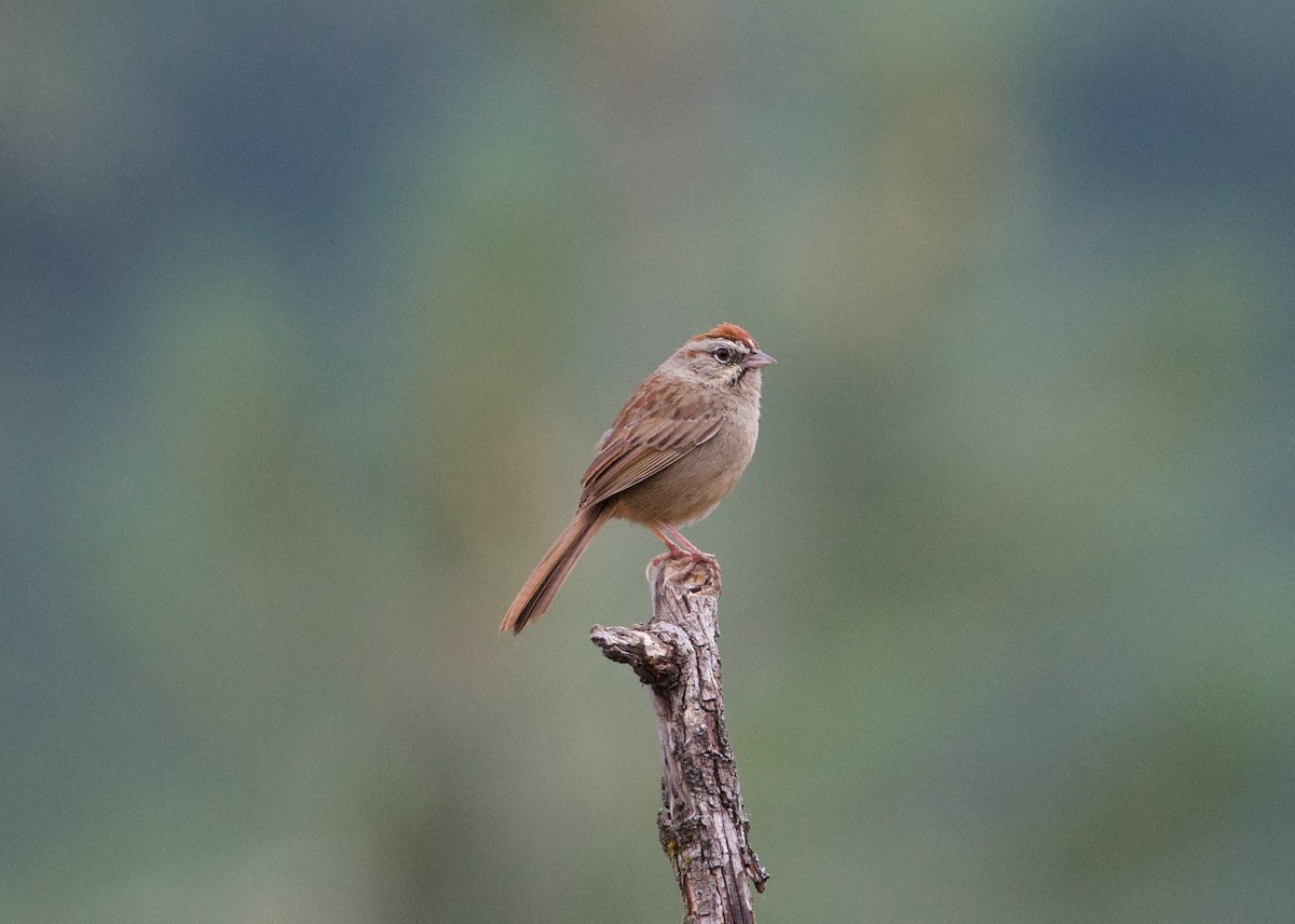 Rufous-crowned Sparrow - ML583323741