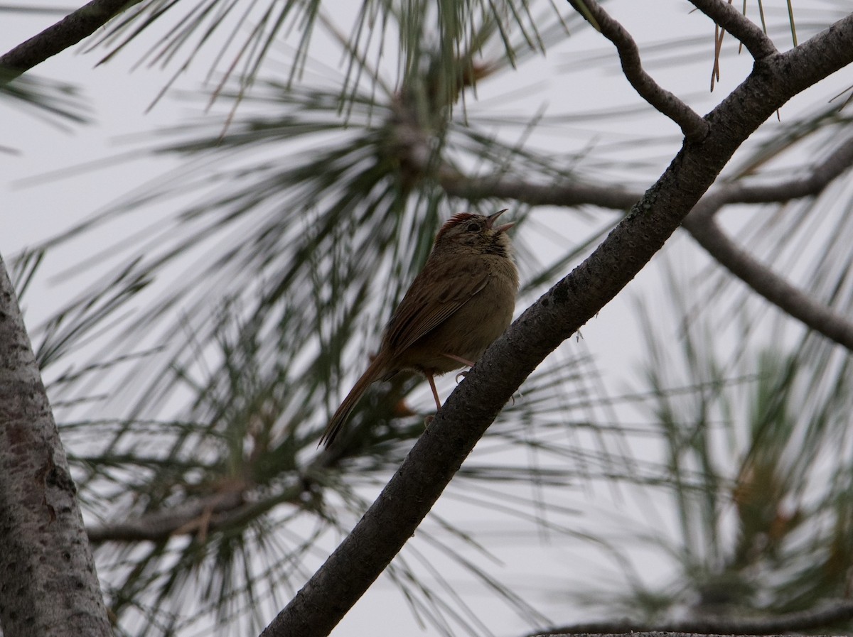 Rufous-crowned Sparrow - ML583323761