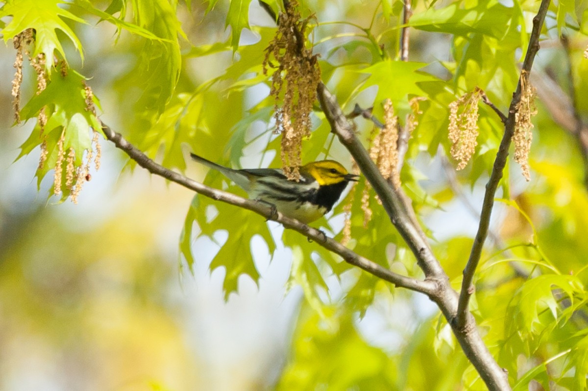 Black-throated Green Warbler - Taylor Long