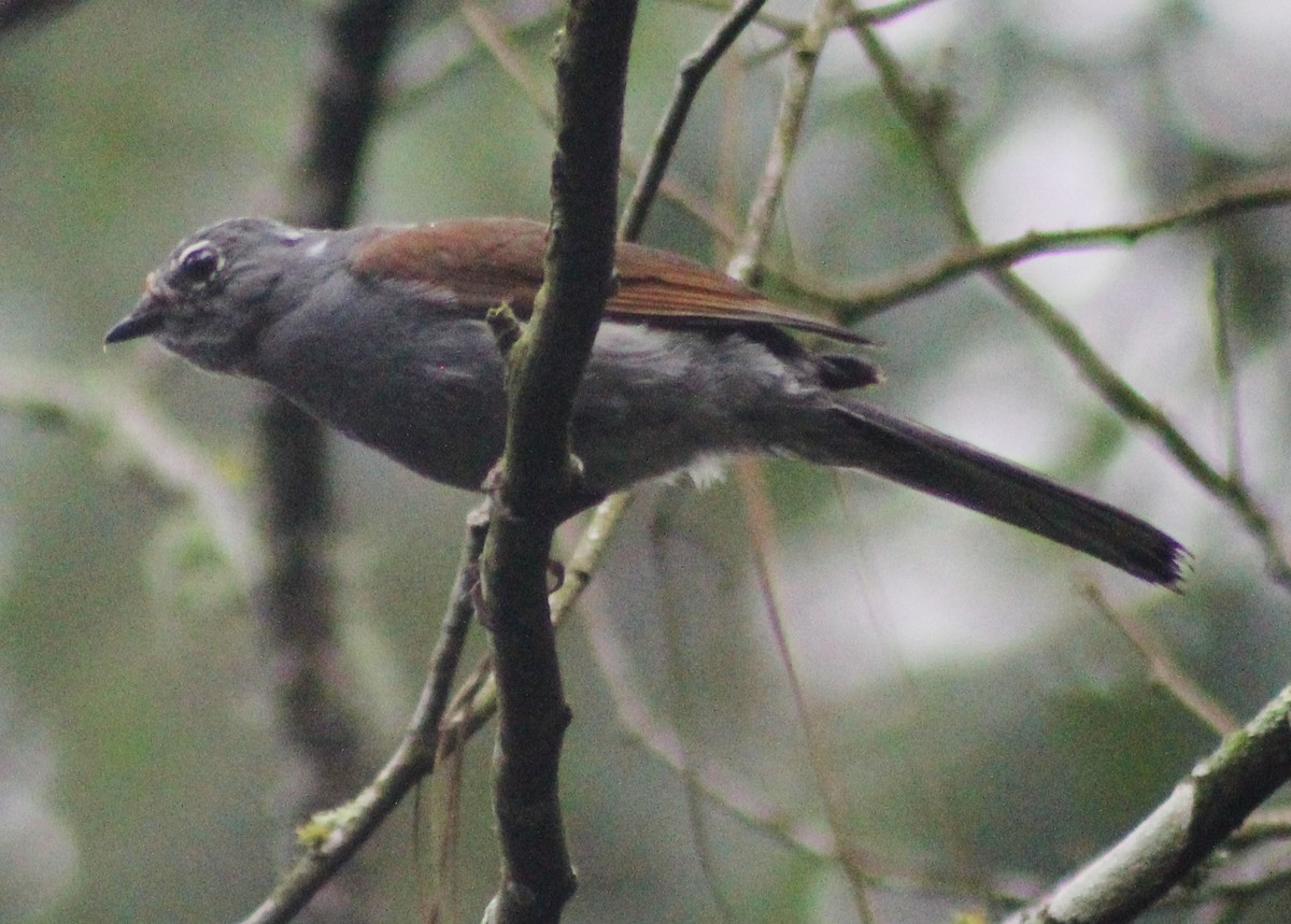 Brown-backed Solitaire - ML58332741