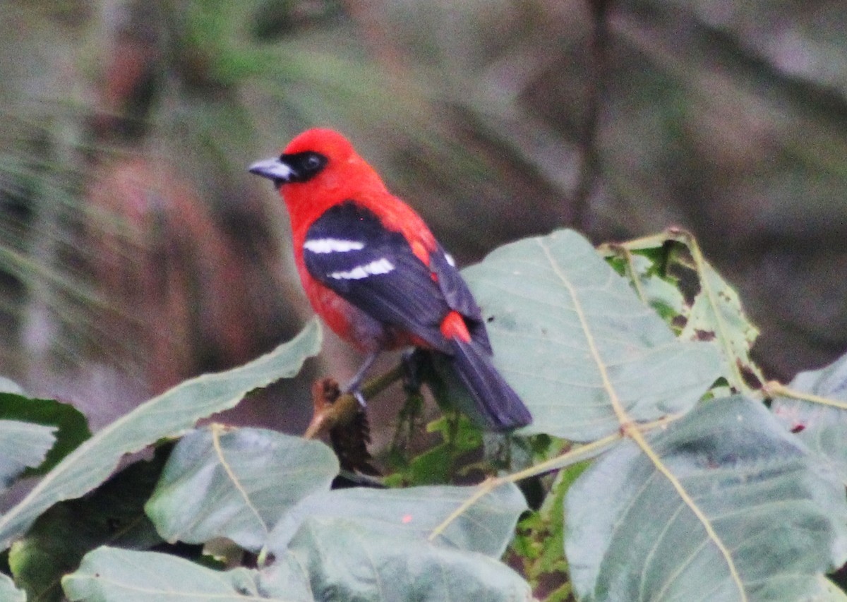 White-winged Tanager - ML58332811