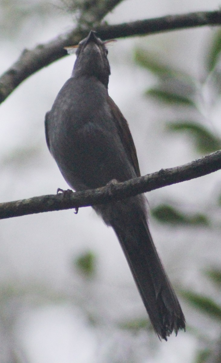 Brown-backed Solitaire - ML58332851