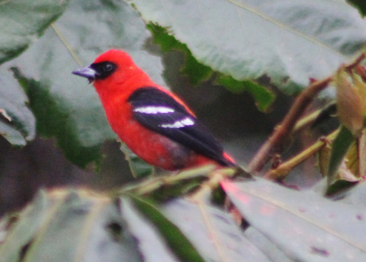 White-winged Tanager - ML58333241