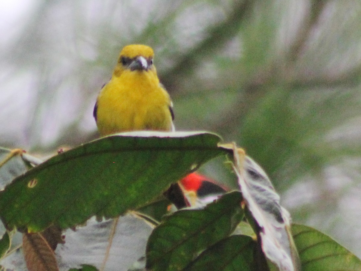 White-winged Tanager - ML58333271