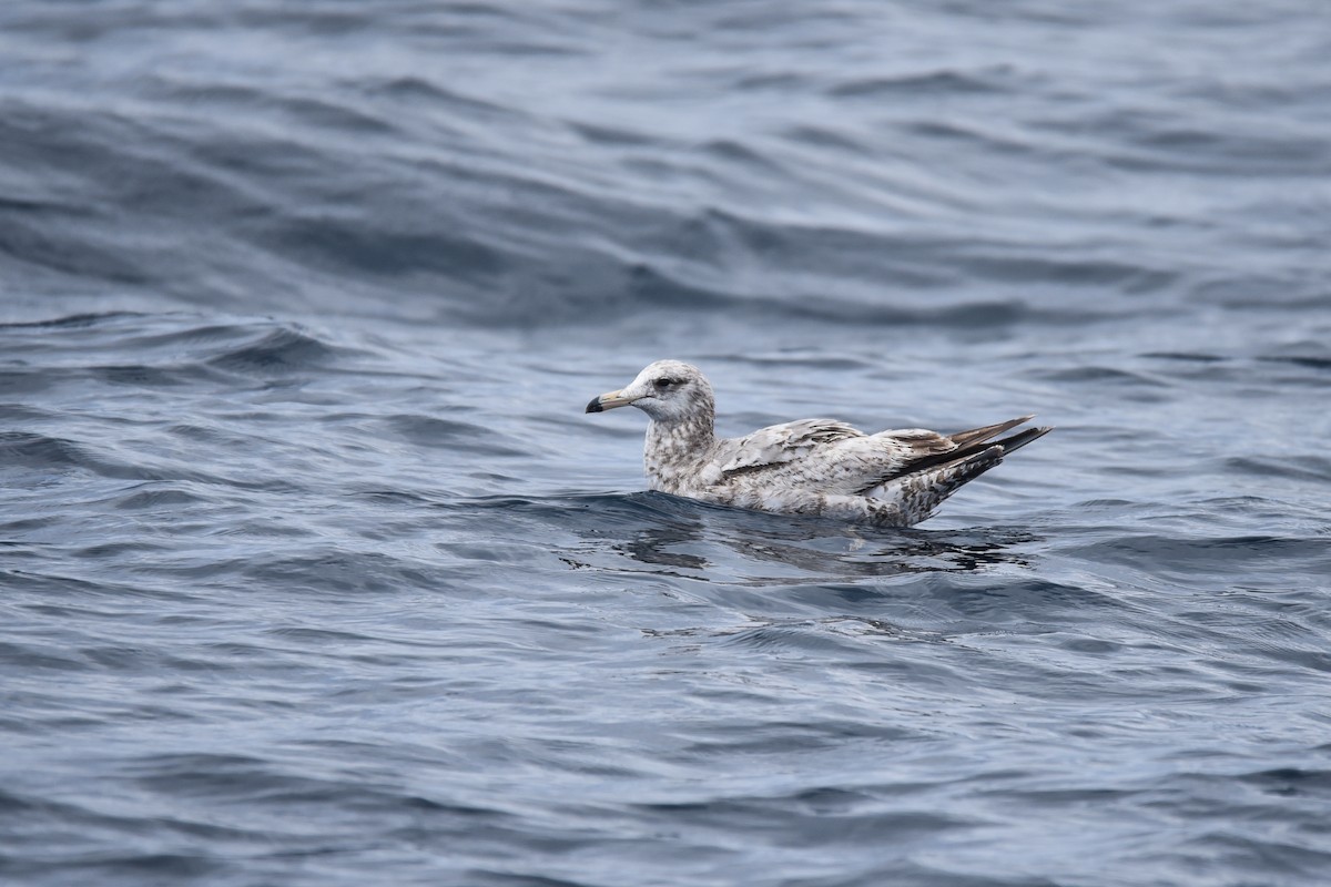 California Gull (albertaensis) - ML583339721