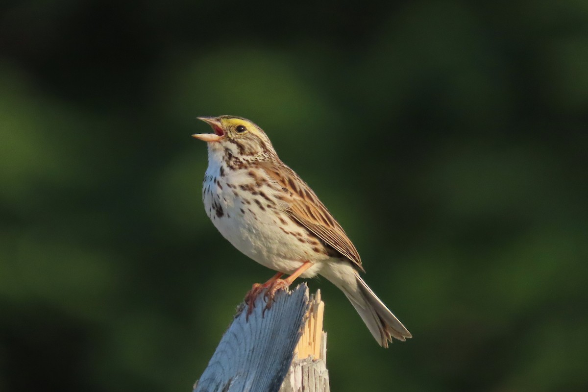 Savannah Sparrow - ML583339791