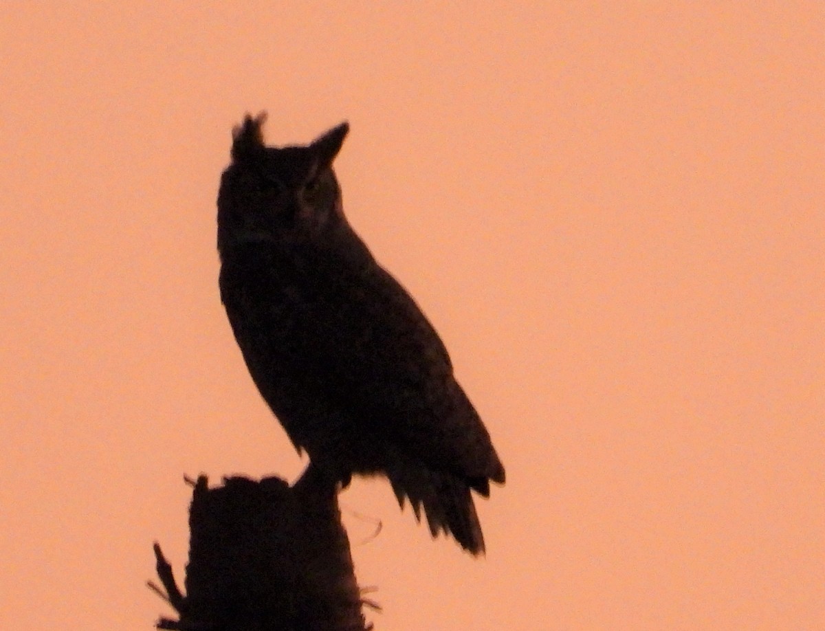Great Horned Owl - ML583340641
