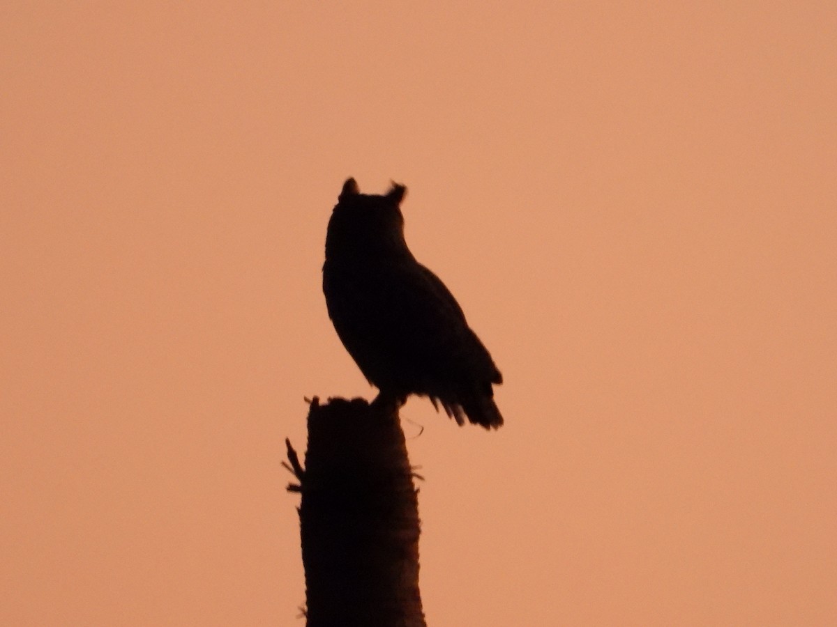 Great Horned Owl - ML583340651