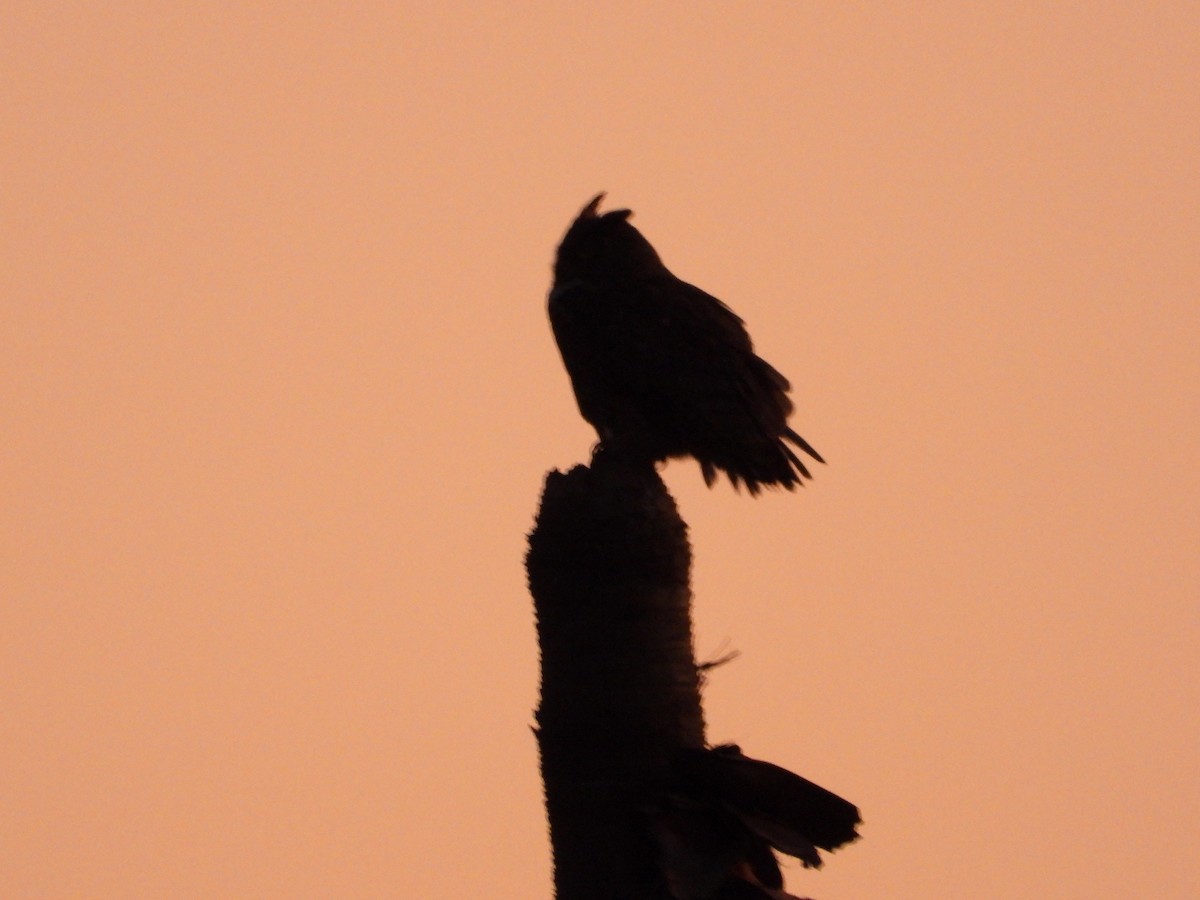 Great Horned Owl - ML583340671