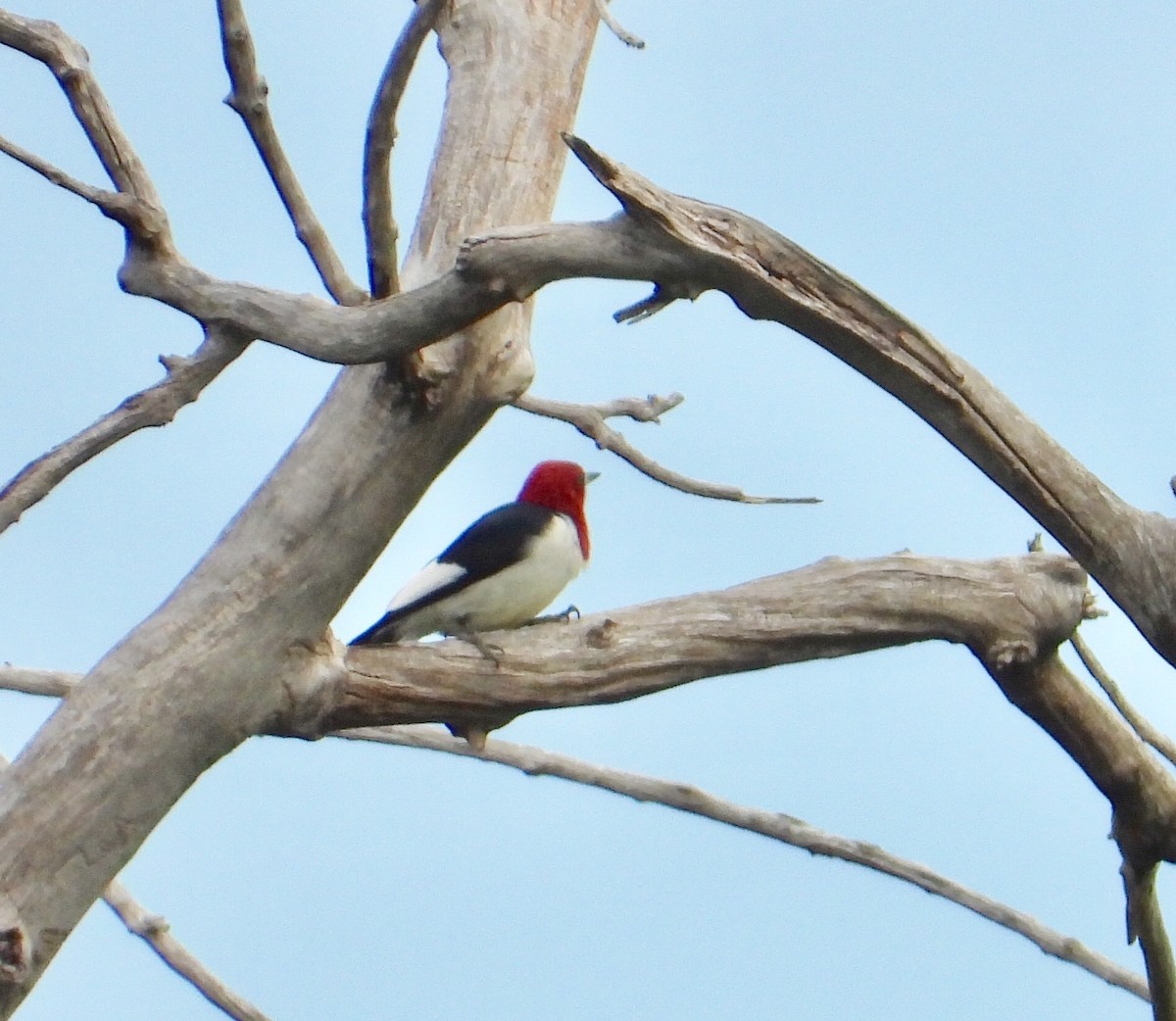 Red-headed Woodpecker - ML583342331