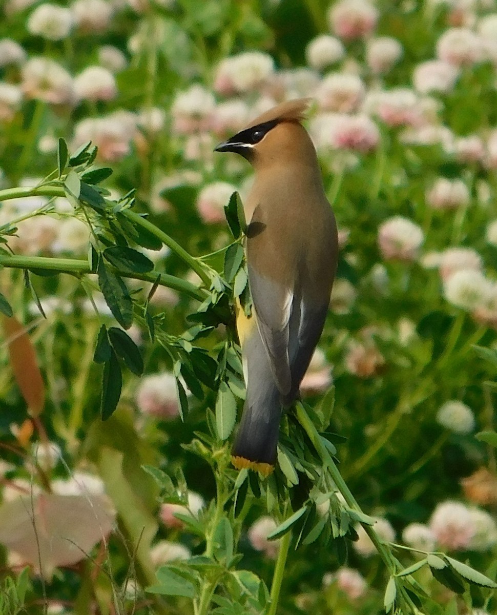 Ebird Checklist Jun Mentor Marsh State Nature Preserve Species