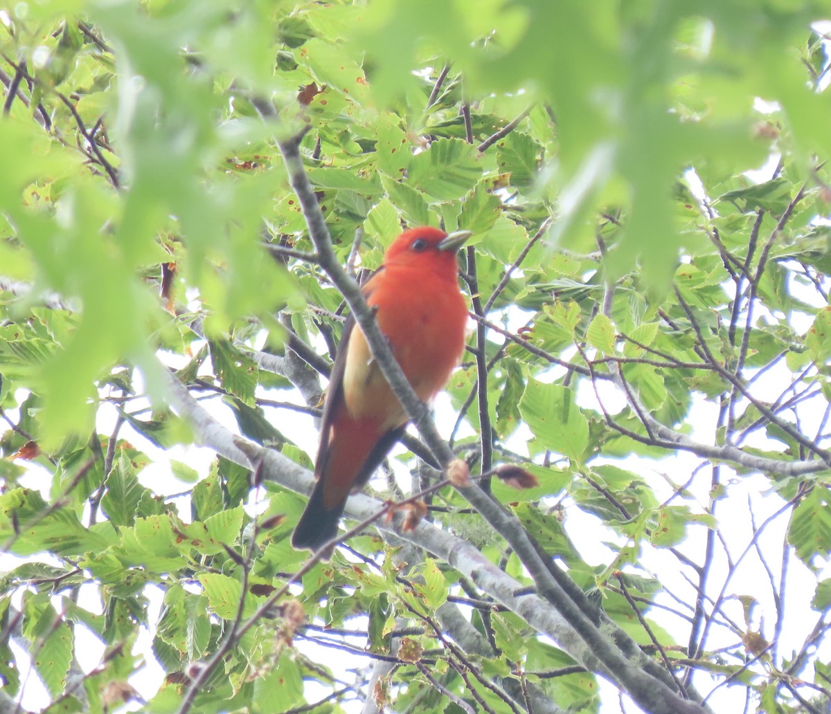 Scarlet Tanager - ML583349771