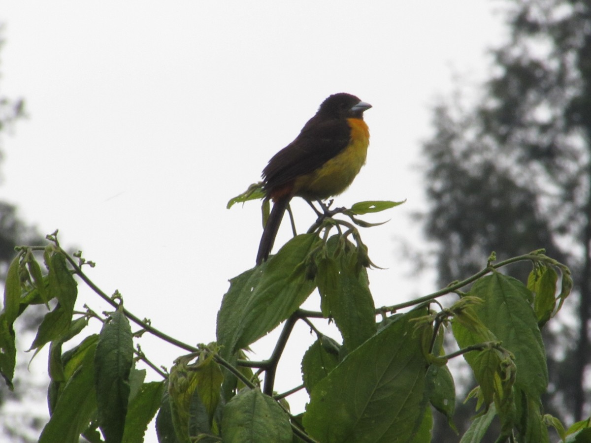 Flame-rumped Tanager - ML583350921