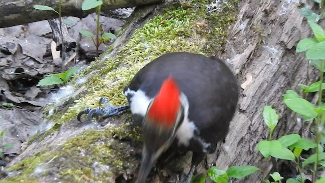 Pileated Woodpecker - ML583354231