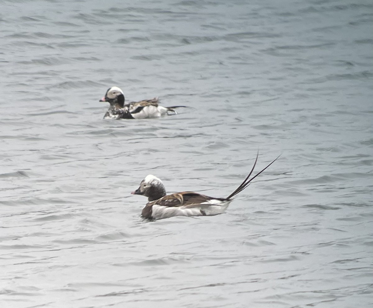 Long-tailed Duck - ML583355031