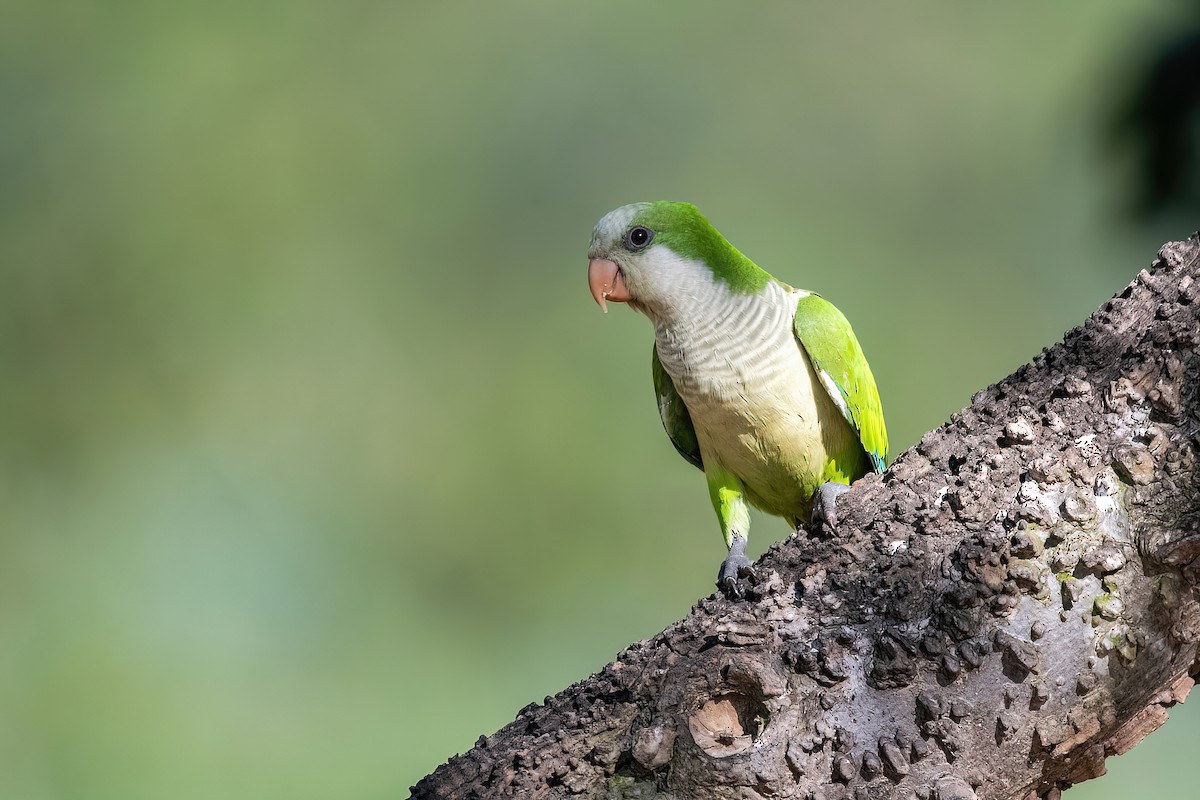 Monk Parakeet - Raphael Kurz -  Aves do Sul