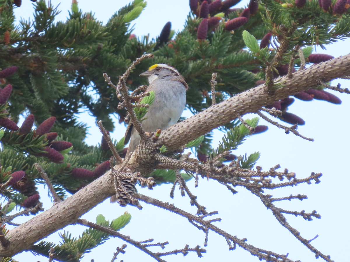 White-throated Sparrow - ML583356621