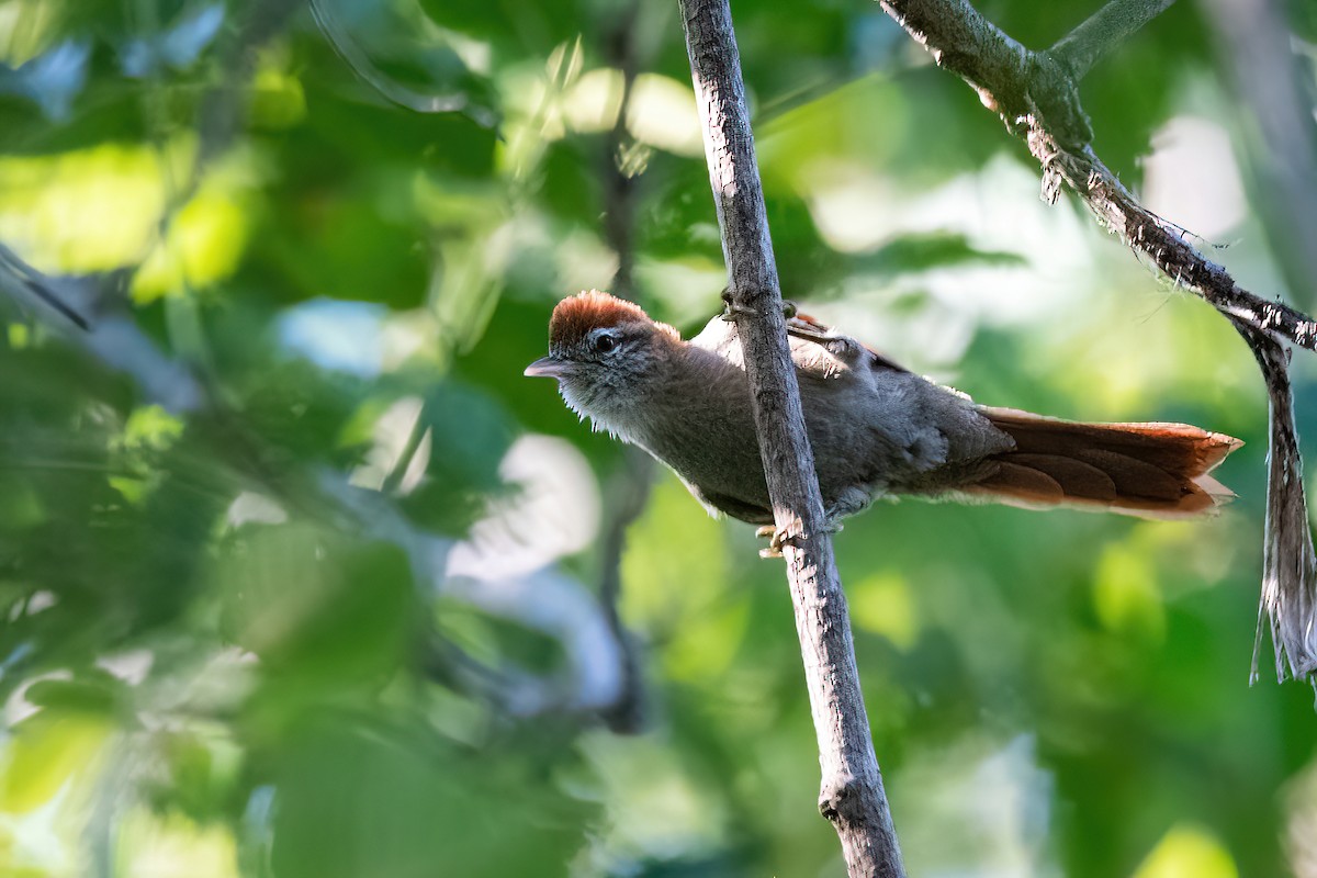 Rusty-backed Spinetail - ML583360331