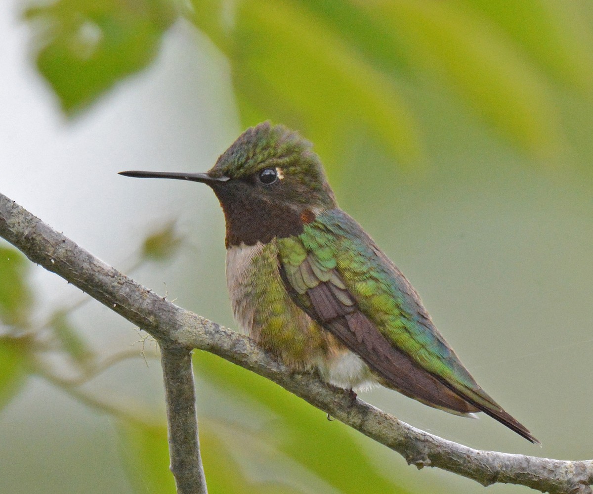 Ruby-throated Hummingbird - ML583362081