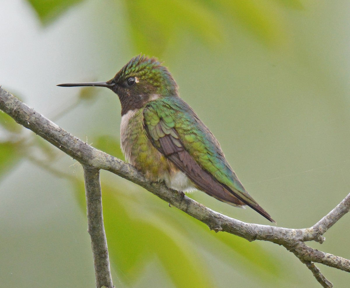 Ruby-throated Hummingbird - Michael J Good