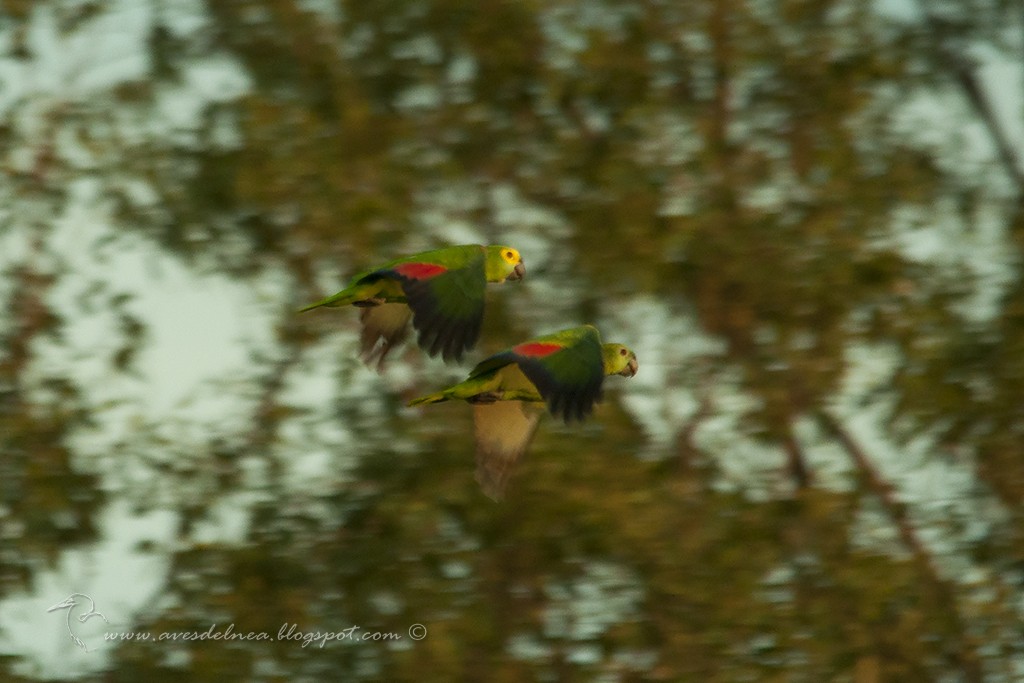 Turquoise-fronted Parrot - ML58336221