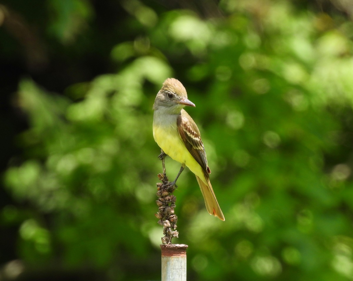 Mass Audubon eBird Checklist 10 Jun 2023 Museum of American Bird