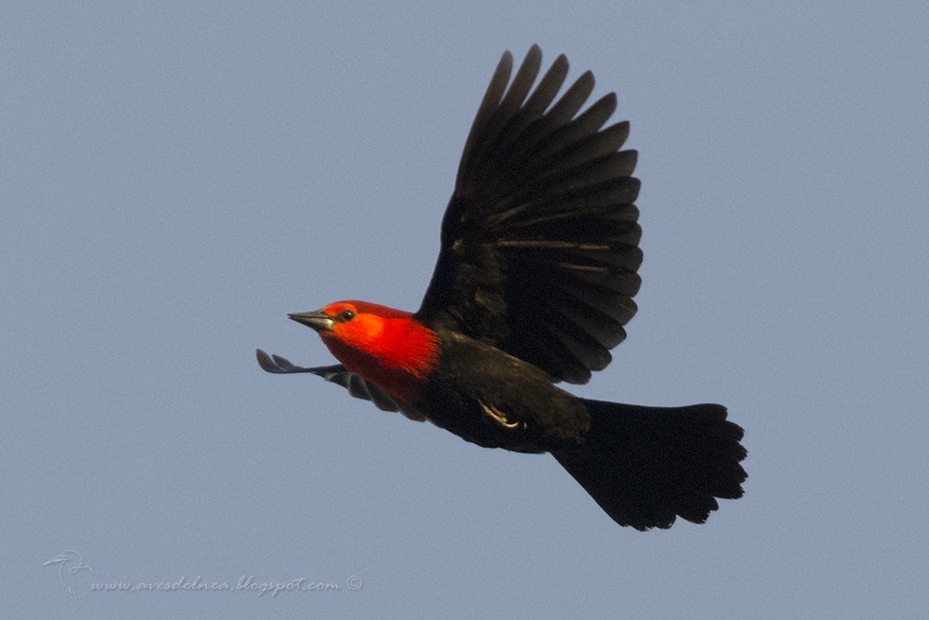Scarlet-headed Blackbird - ML58336611