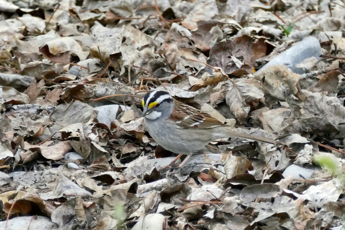 White-throated Sparrow - Lorrie Anderson