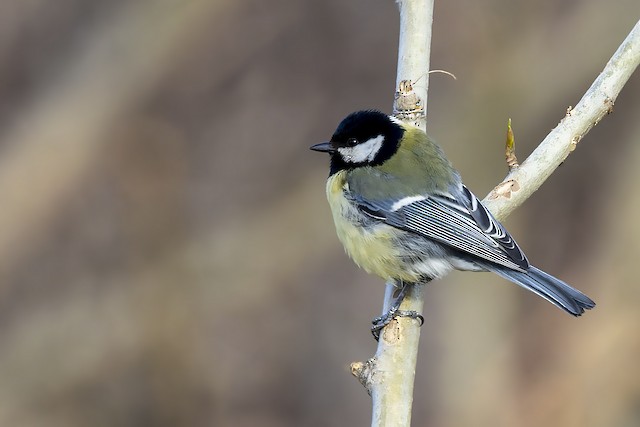 Great Tit (subspecies&nbsp;<em class="SciName notranslate">kapustini</em>). - Great Tit - 