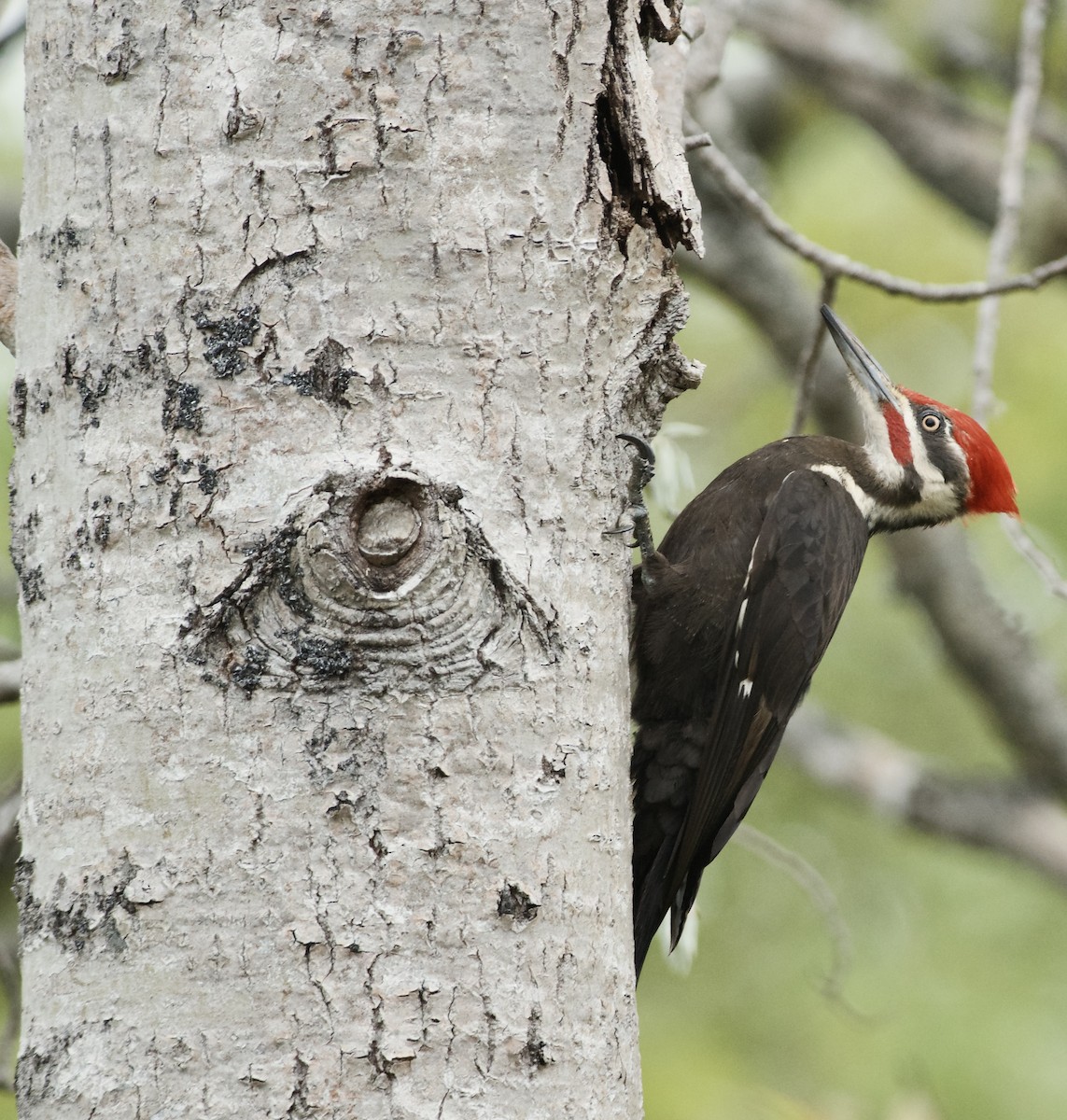 Pileated Woodpecker - Paul Gould