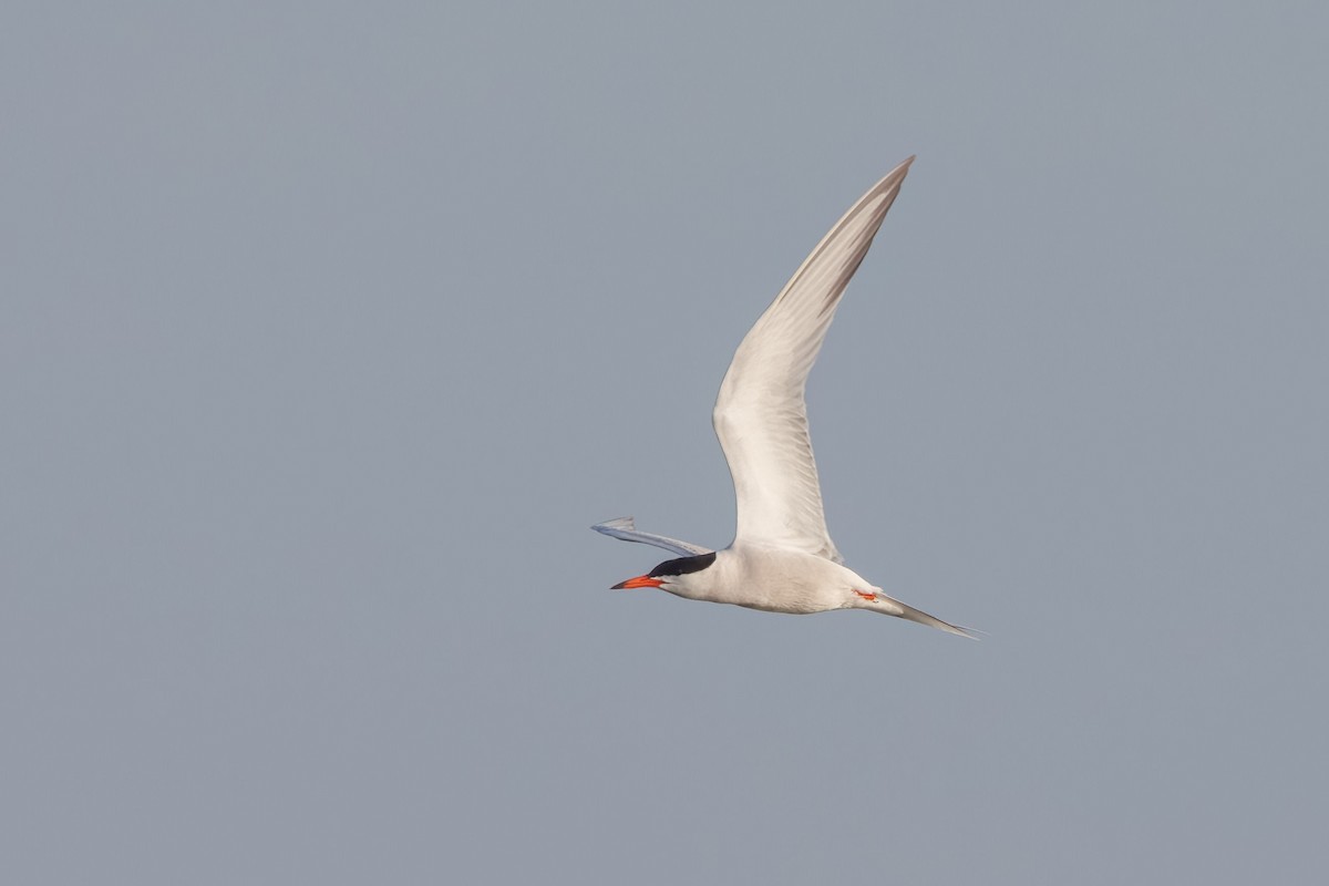 Common Tern - John Callender