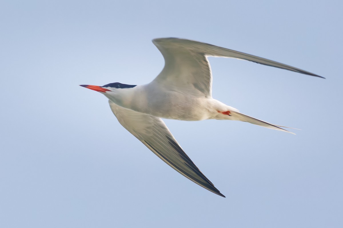 Common Tern - John Callender