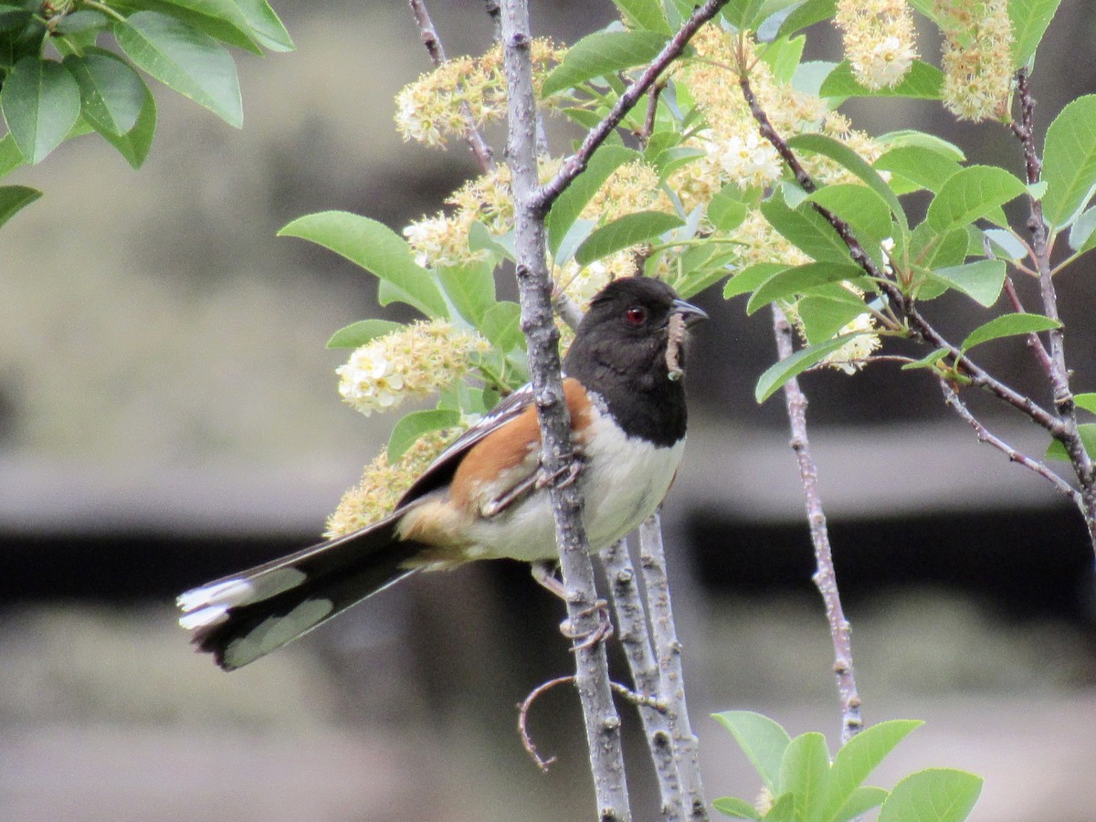 Spotted Towhee - ML583380911