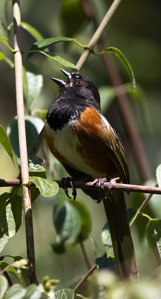 Spotted Towhee (Olive-backed) - ML583384981
