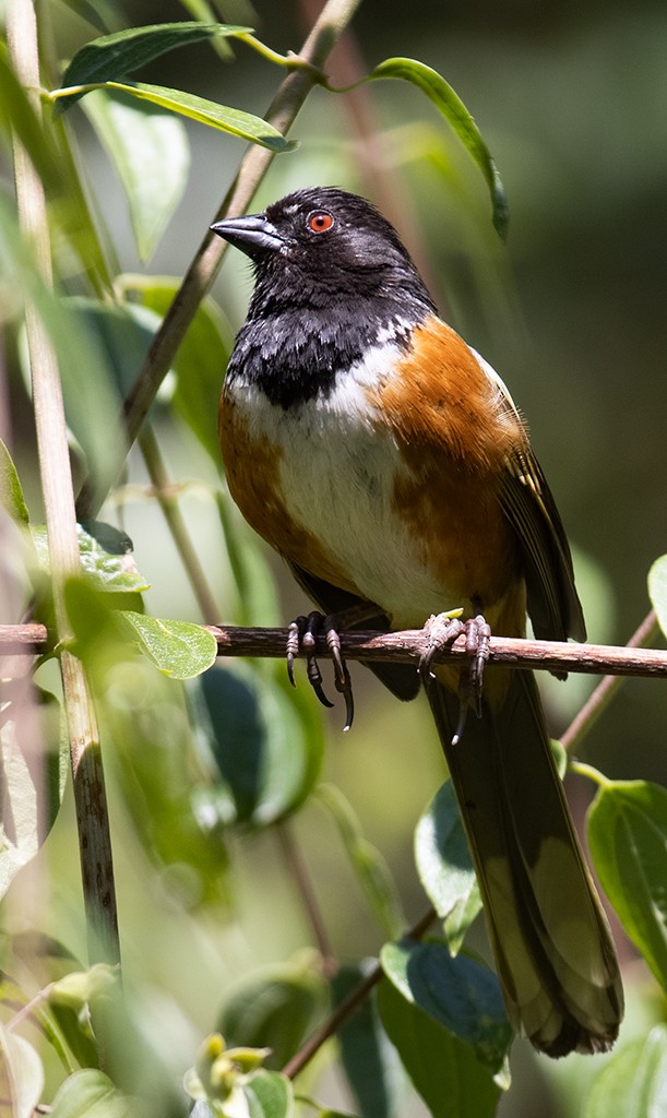 Spotted Towhee (Olive-backed) - ML583385001