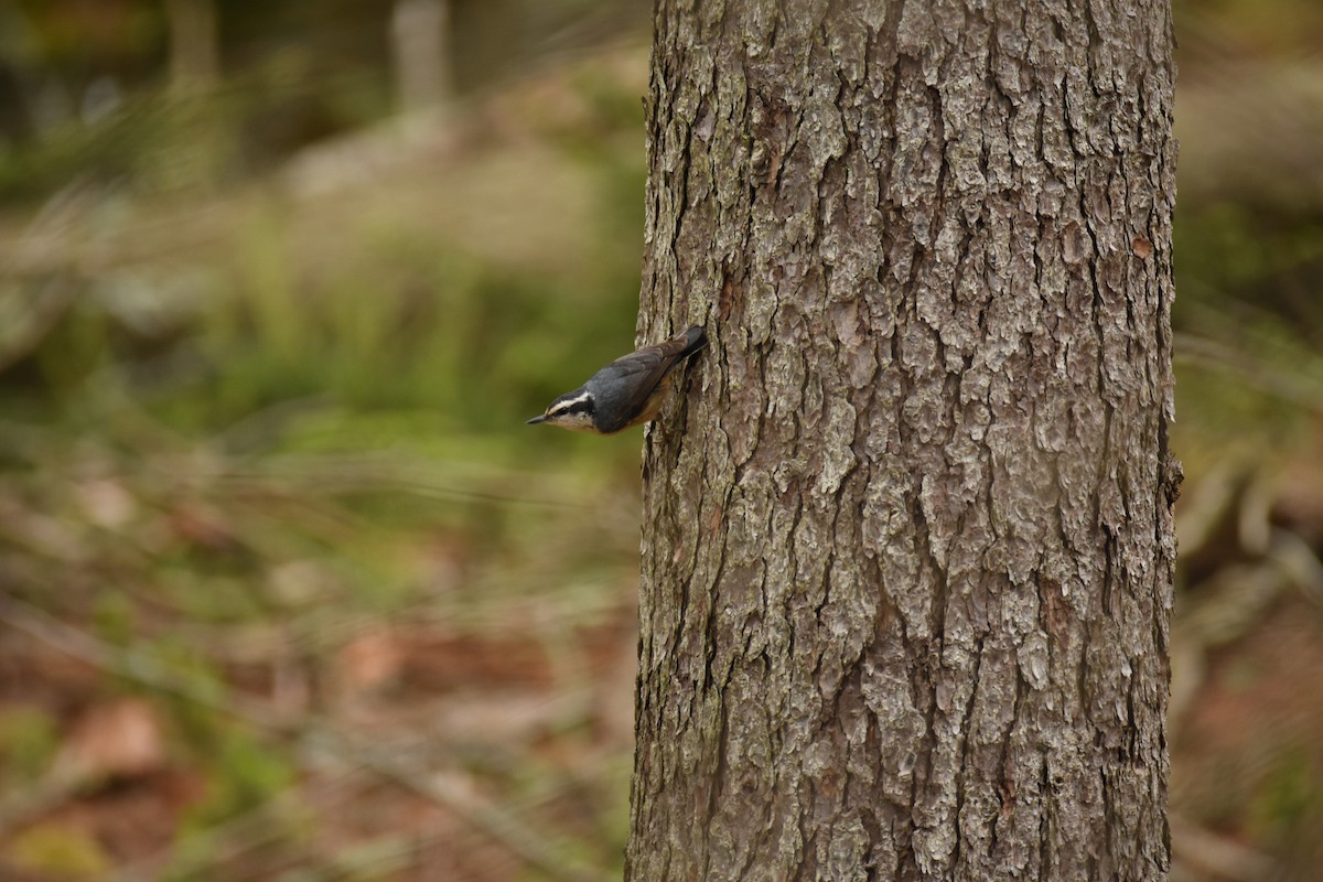Red-breasted Nuthatch - ML583397301