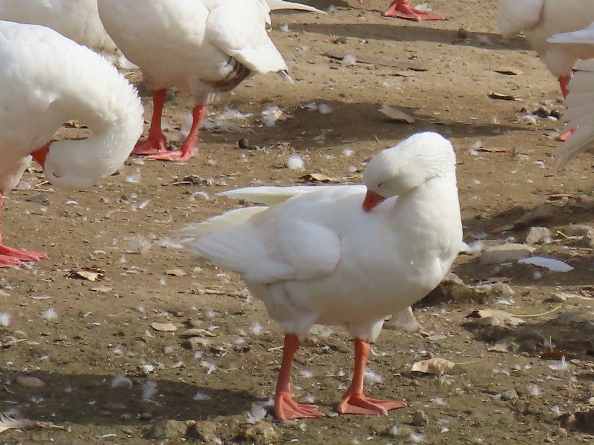 Graylag Goose (Domestic type) - ML583398311