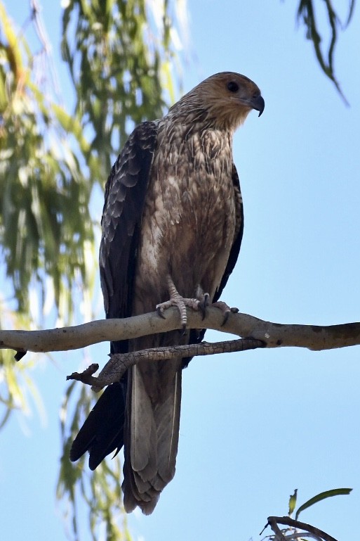 Whistling Kite - Russell Waugh