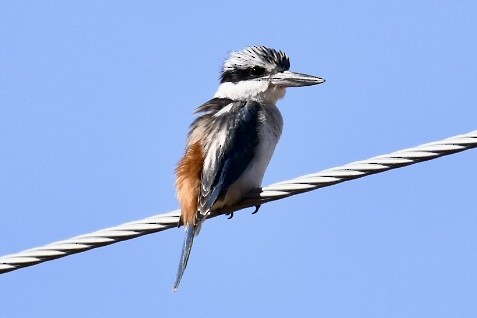 Red-backed Kingfisher - ML583400231