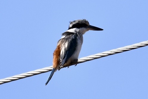 Red-backed Kingfisher - ML583400241