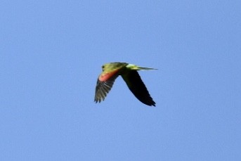 Red-winged Parrot - ML583400391