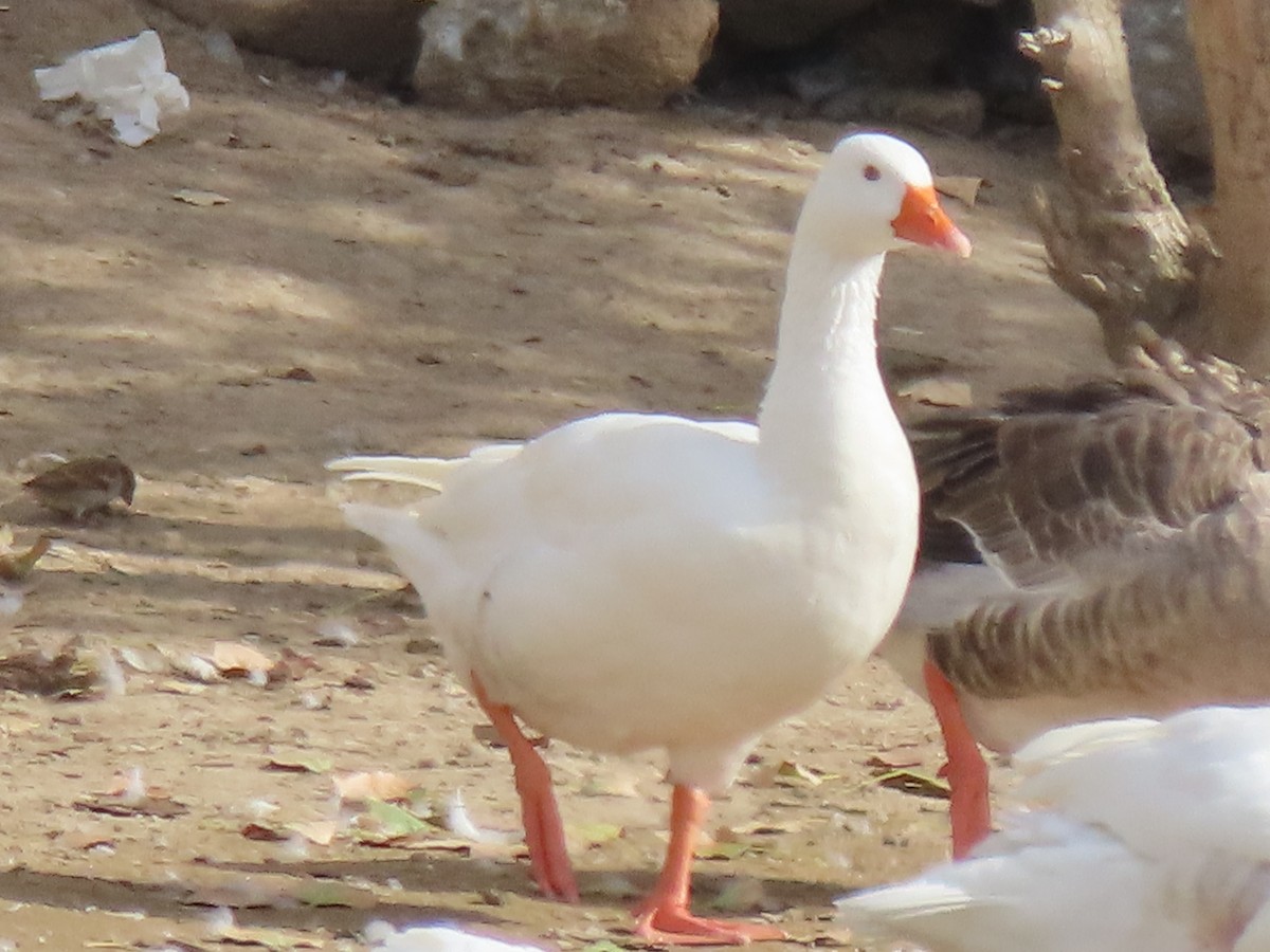 Graylag Goose (Domestic type) - ML583402851