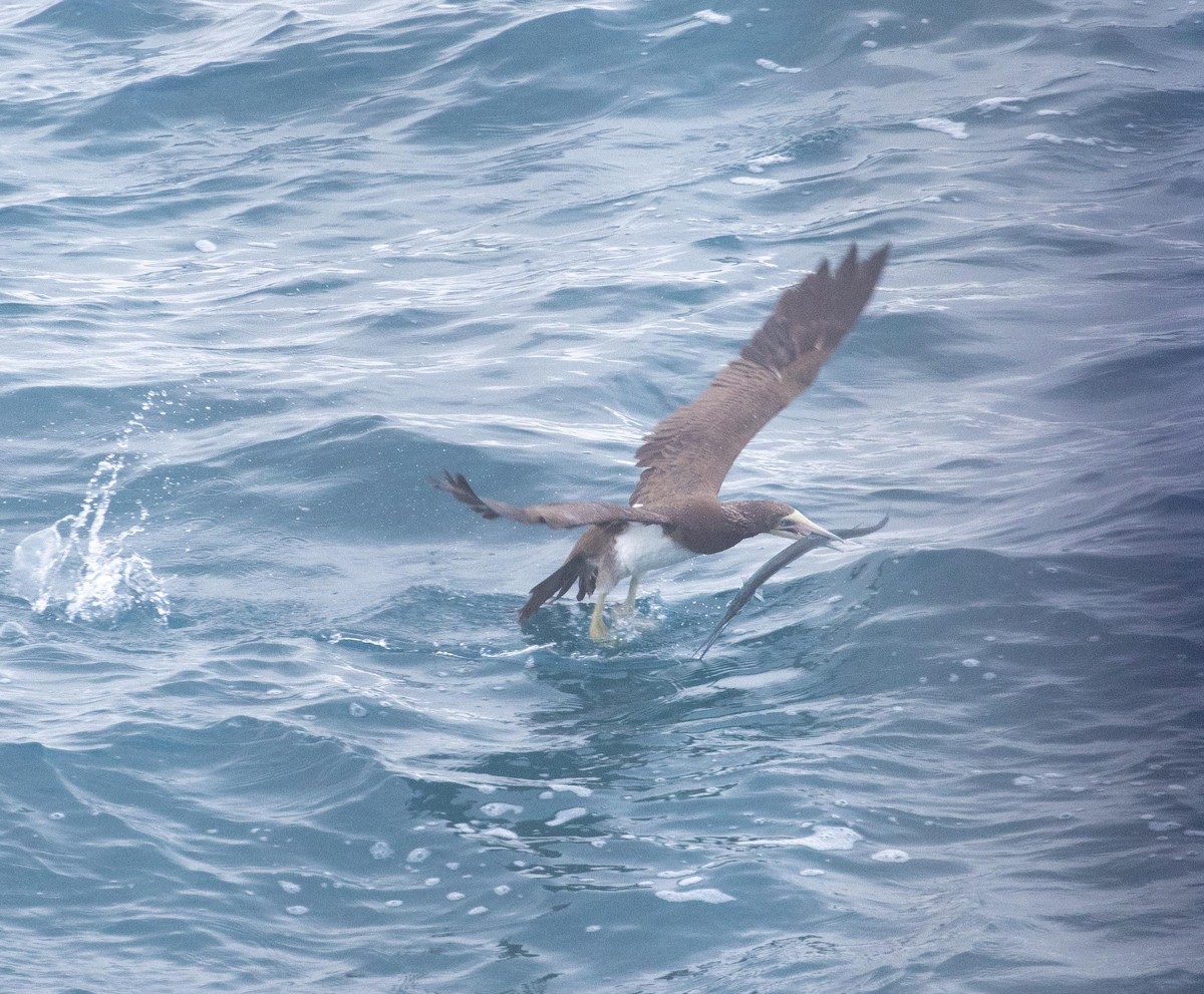 Brown Booby - ML583403891