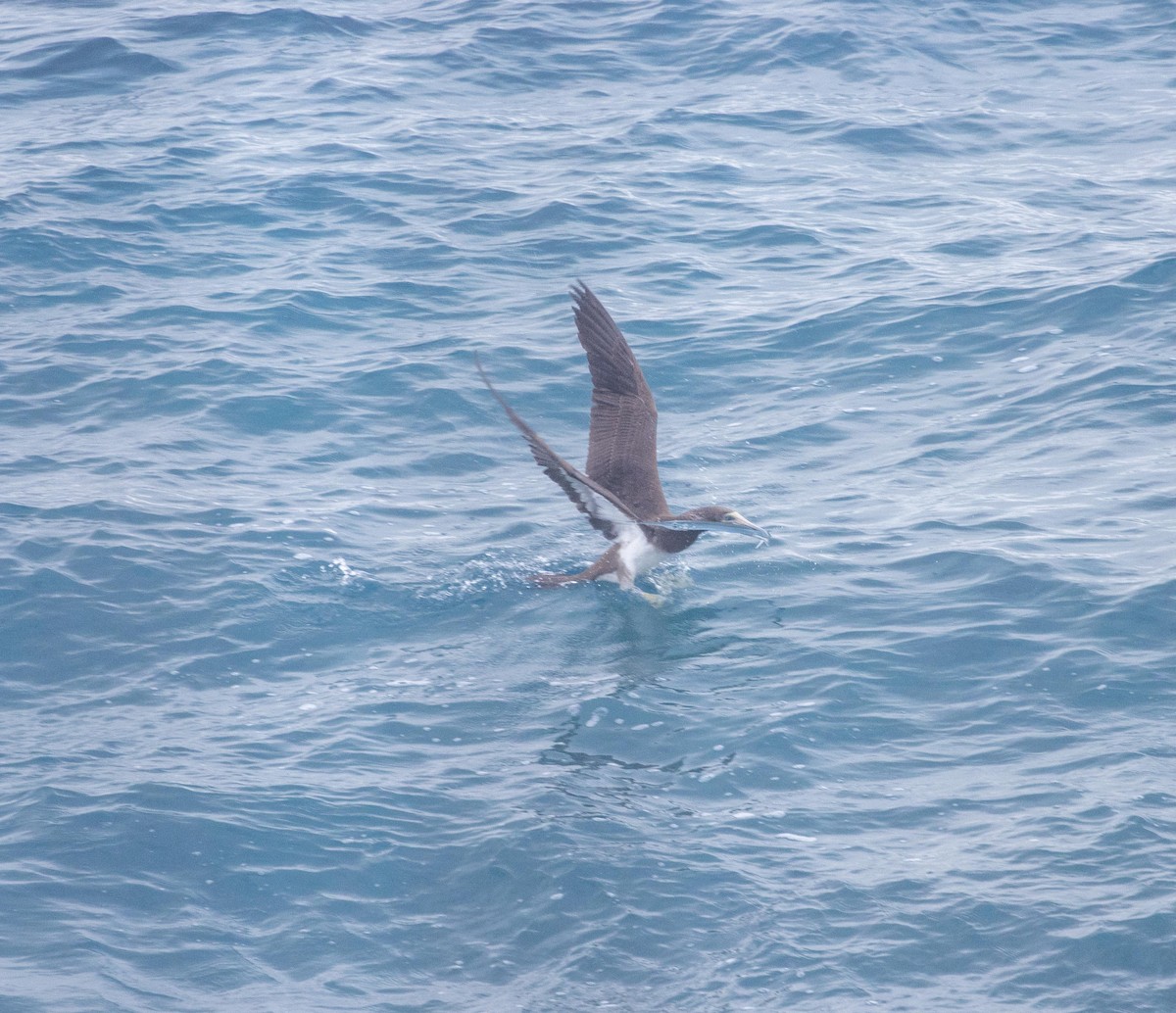 Brown Booby - ML583403901