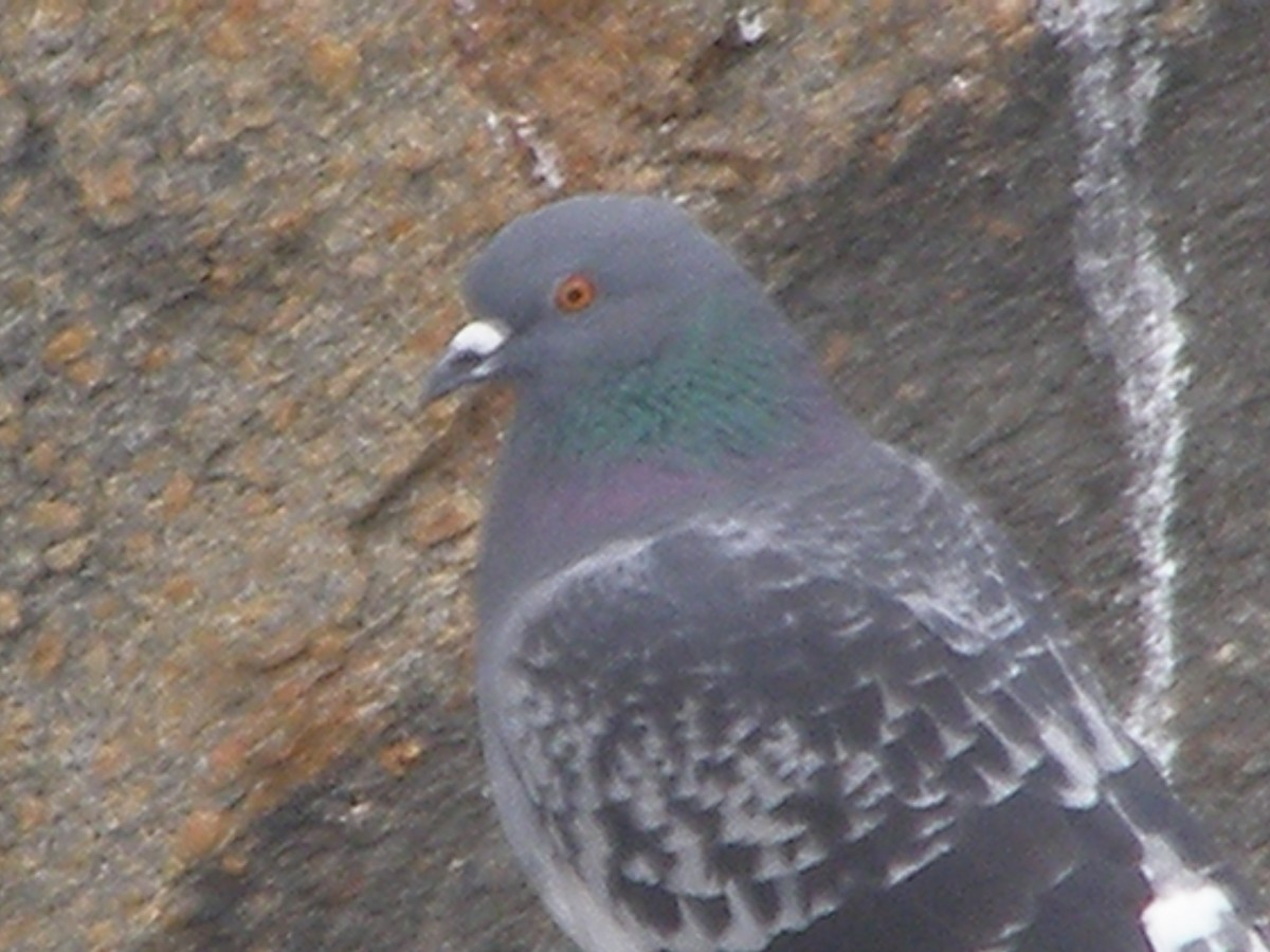Rock Pigeon (Feral Pigeon) - ML583404251