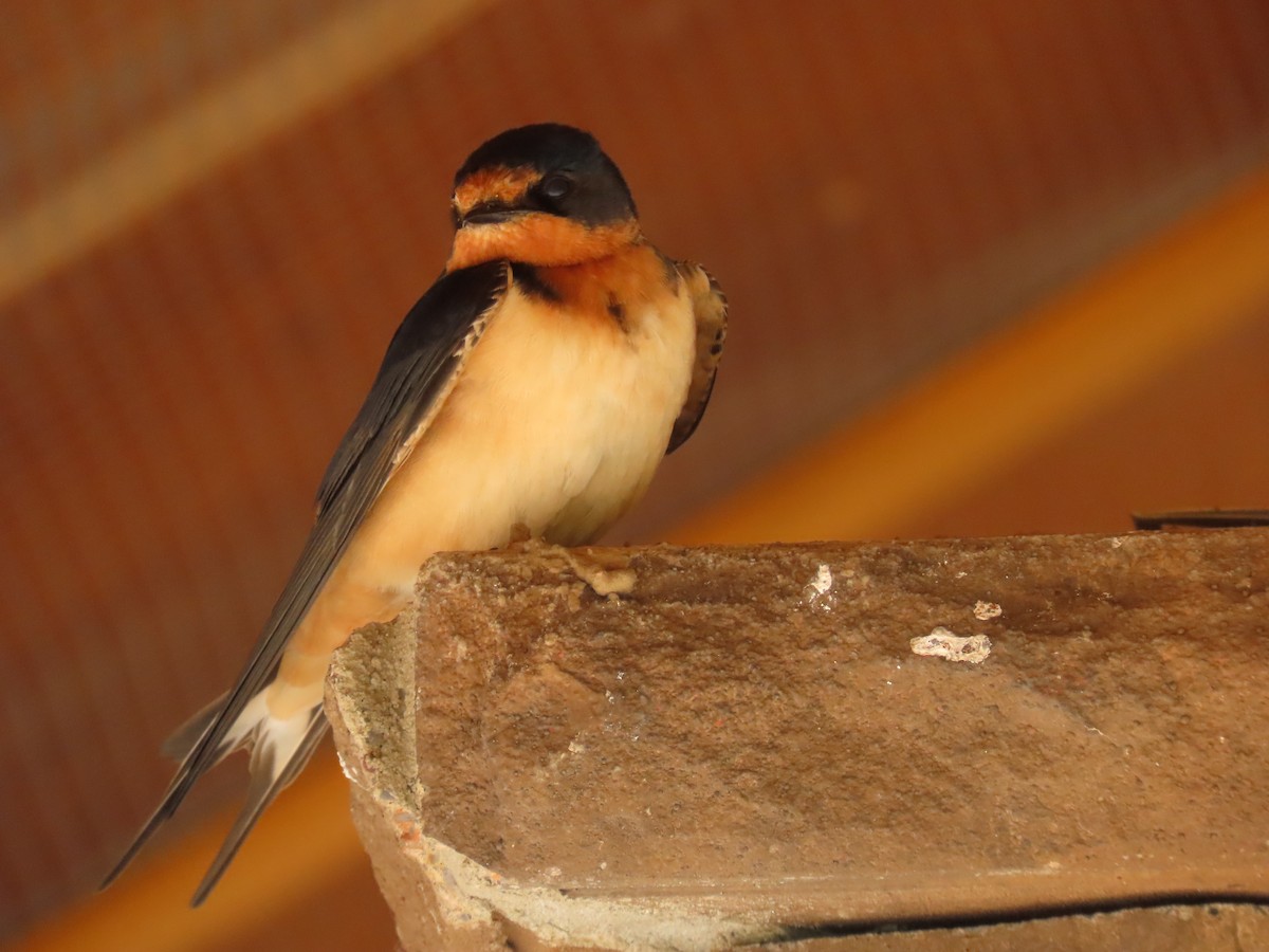 Barn Swallow - ML583416021