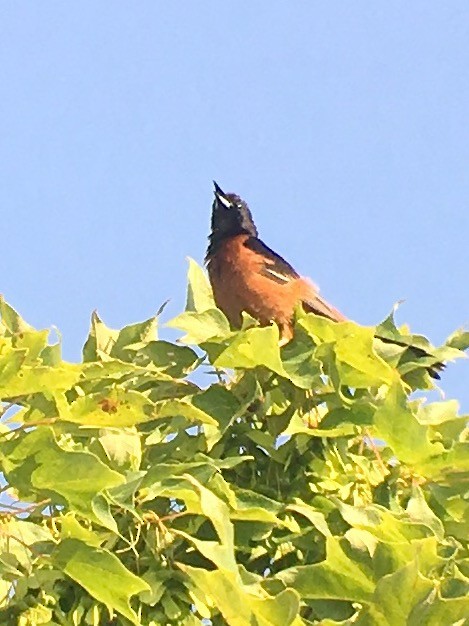 Orchard Oriole - ML583417341