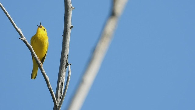 Yellow Warbler - ML583422091